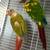 Beautiful Parrot Pair - Hybrid Sun Conure & Green Cheek + Pineapple Green Cheek 5 thumbnail