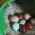 chicks 6 thumbnail