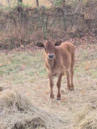 A2A2 Jersey Bull Calf 1