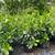 Hedges plants: Podocarpus, Areca, Cherry, Cocoplum, Clusias and more 4 thumbnail
