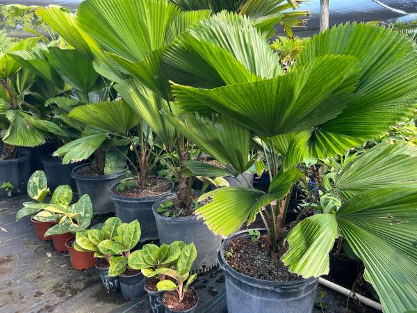 Palms Exotics and other palms 1