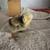 Chicks/pullets 10 thumbnail