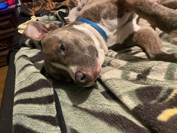Bully puppy (Conway)63882391557891120