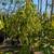 Avocado Tree 🥑🥑 4 thumbnail