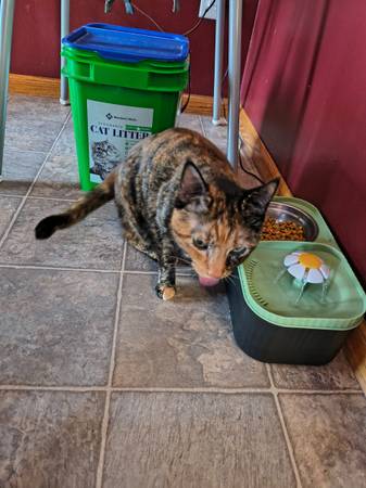 Cool a$$ cat, affectionate (South West)63685350562817121