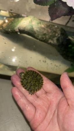 Turtle and tank63508026946435121