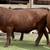 Finished Grain Fed Feeder Steers & Heifers Butcher Calf 9 thumbnail