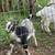 Goat, goats, Livestock, Nigerian goats, Milking goats 2 thumbnail