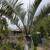 Triangle Palm Tree 8 thumbnail