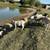 Borregos / sheep 2 thumbnail