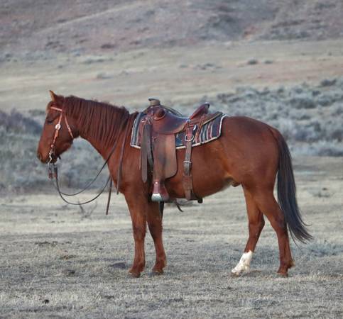 ✨✨Quarter Pony Chestnut gelding✨✨ 1