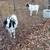 Boer goats for sale 14 thumbnail