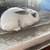 Rabbits for Sale 9 thumbnail