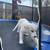 Rehoming Great Pyraneese Pup 2MO 4 thumbnail