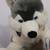 Siberian Husky Malamute Dogs LARGE Plush Stuffed Animal + Beanie Baby 1 thumbnail