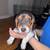 BEAGLES (Rehoming) 6 thumbnail