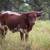 Registered Texas Longhorns (Longhorn Cows, Heifers, Steers, Calves) 7 thumbnail