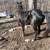 Stud horse for sale 1 thumbnail