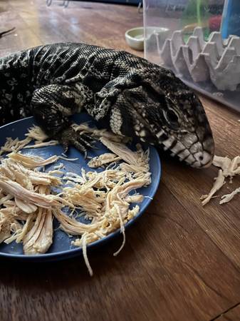 Tegu and ball pythons (Stephens City)64316950548355122
