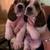 Basset Hound Puppies 3 thumbnail