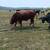 3 1/2 year old Hereford bull 2 thumbnail