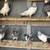 High flyer Pigeons 2 thumbnail