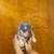 French Bulldogs, 4 thumbnail