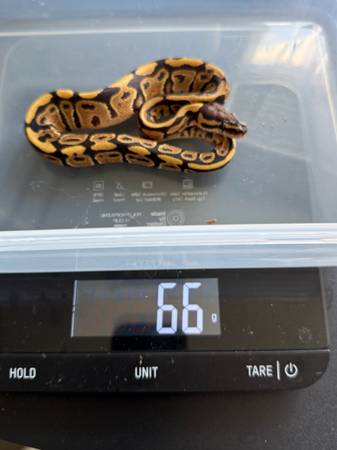 Rehoming ball pythons (Gibsonton)64002722889474122