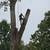 Tree Removal and Tree Trimming Bloomfield Hills 7 thumbnail
