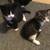Free Tiny Kittens (5 Total) 3 thumbnail