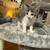 Kitten 4 thumbnail