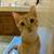 4 month old kittens for adoption 7 thumbnail