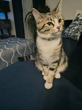 Female cat to good home 1