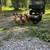 Laying Hens 3 thumbnail