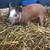 GILT HOG 2 thumbnail