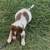 Puppy Australian Shepherd Blue Heeler 3 thumbnail