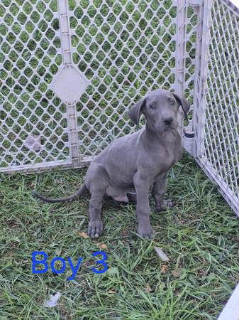 Great Dane pups (Iroquois)64017104048897121