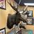 Giant Taxidermy Real Moose Head Wall Hanging Trophy 6 thumbnail