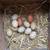 Egg laying Hens 2 thumbnail