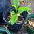 Loquat plant 1 thumbnail