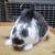 mini rex 3 thumbnail