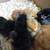 Taking Orders ~ CHICKS ~ Black Stars & Heritage Rhode Island Reds 10 thumbnail