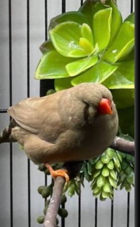 Large English Zebra Finches (Brooklyn)63875423465217122