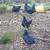 Ayam Cemani Laying Hens (laying now) 9 thumbnail