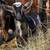 Registered Nigerian Dwarves starter herd 3 thumbnail