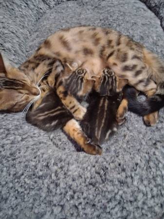 Gatitos Bengal (Corpus Christi)63622346249729124