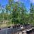 LARGE RED SUNSET MAPLE TREES 2 thumbnail