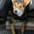 Corgi mix 1 thumbnail