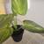 Artificial Table Top Greenery Potted Plant 1 thumbnail