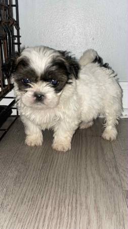 Female Shih Tzu 6 weeks old 1
